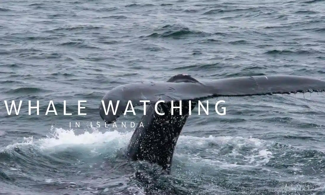 Whale Watching in Islanda